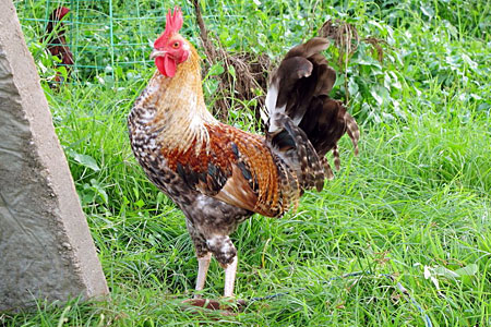 Crele Old English Chicken