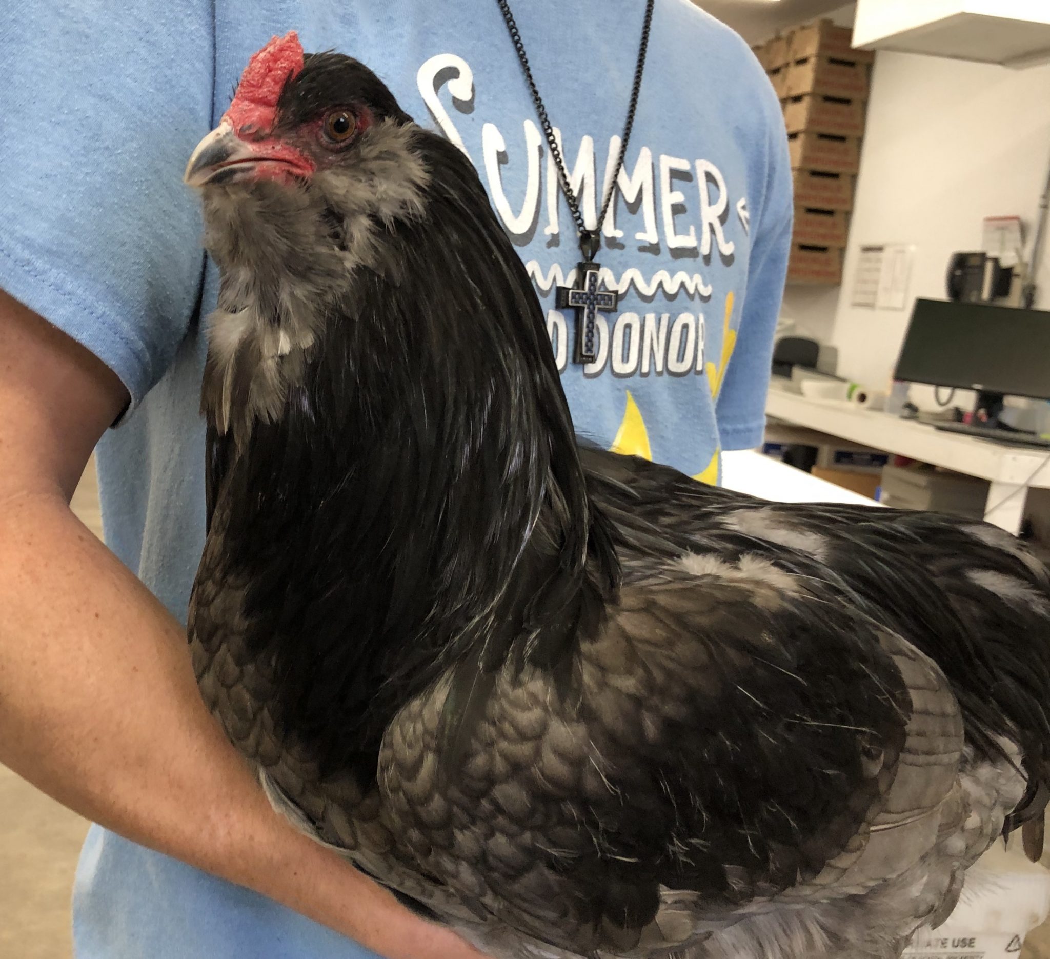 Blue Ameraucana Chicks For Sale Cackle Hatchery