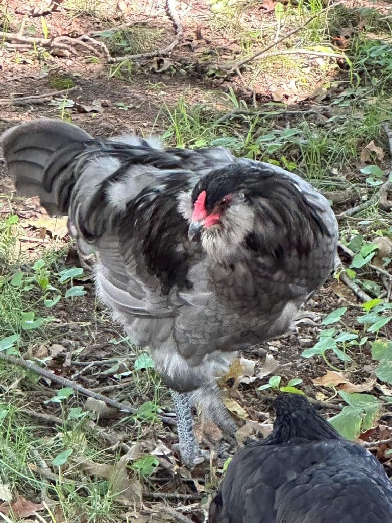 Blue Ameraucana Chicks For Sale Cackle Hatchery