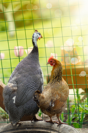 Practical Advantages of Raising Guinea Fowl - Cackle Hatchery