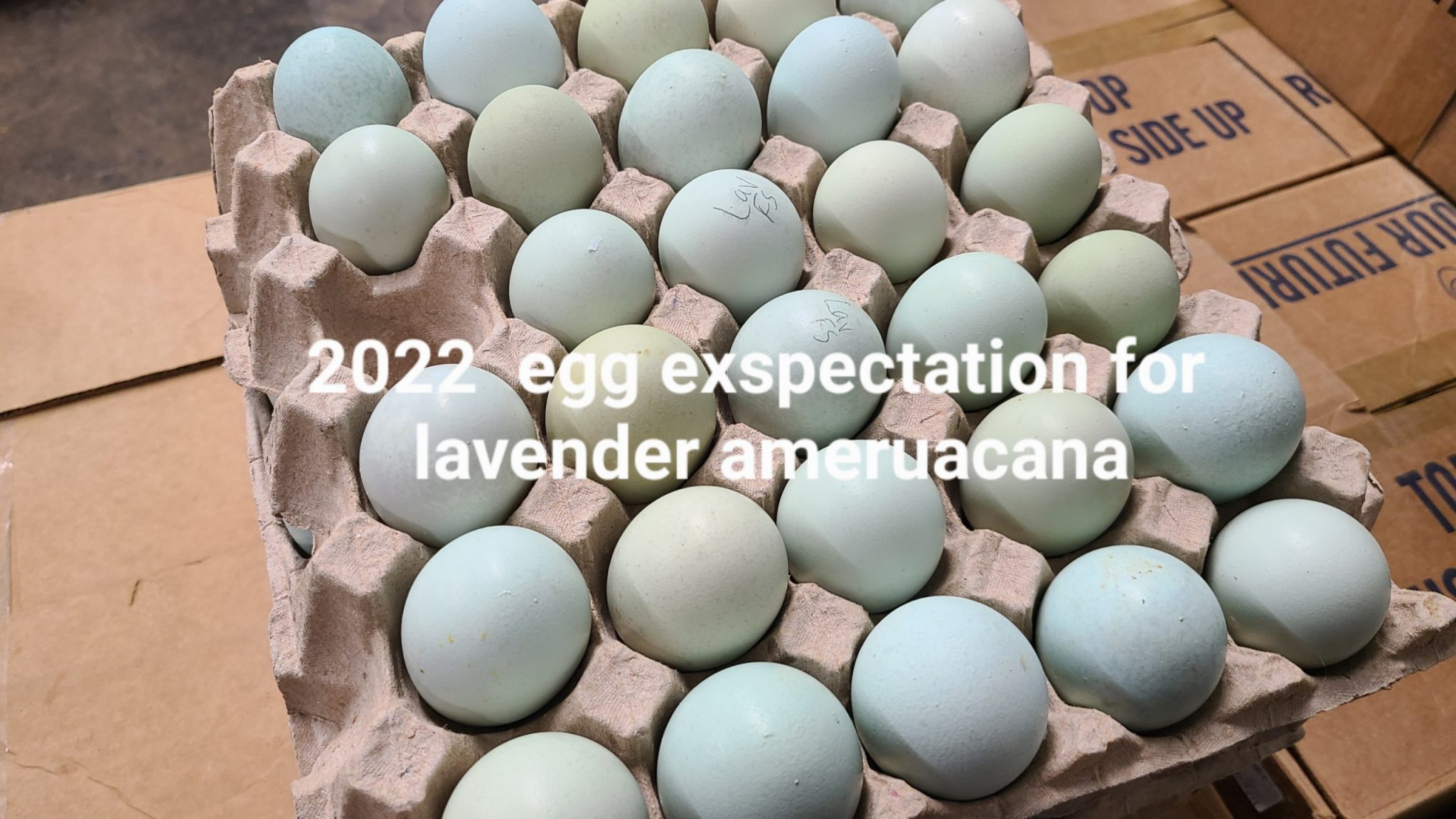 Lavender Ameraucana Chicks For Sale Cackle Hatchery