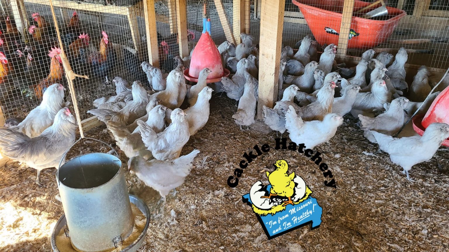 Lavender Ameraucana Chicks For Sale Cackle Hatchery