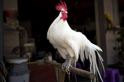 White Phoenix Standard Chicken - Image 9