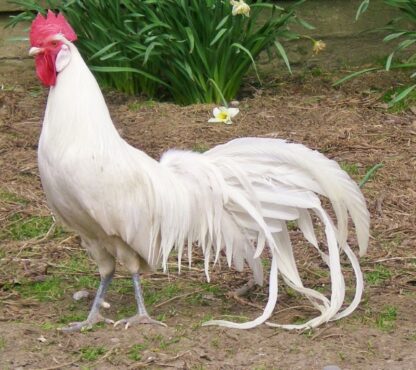 White Phoenix Standard Chicken - Image 10