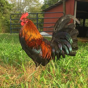 Black Breasted Brown Red Old English Standard Chicks | Cackle Hatchery®