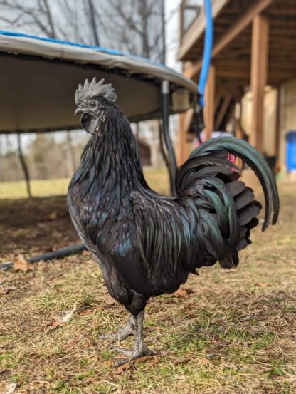 Ayam Cemani