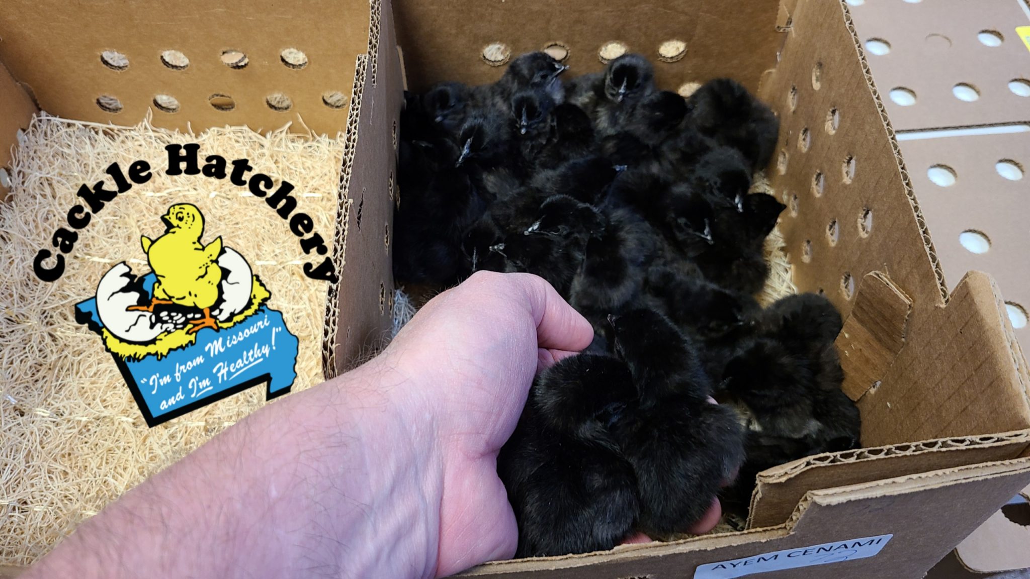 Ayam Cemani Chicken: Baby Chicks for Sale | Cackle Hatchery®