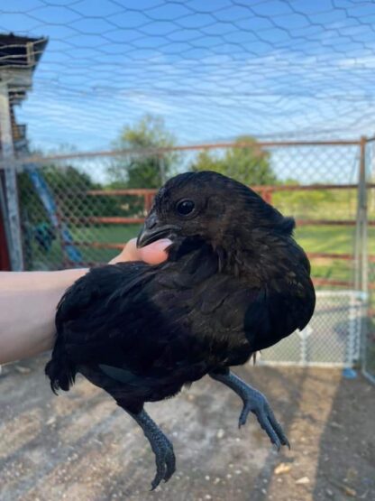 Ayam Cemani