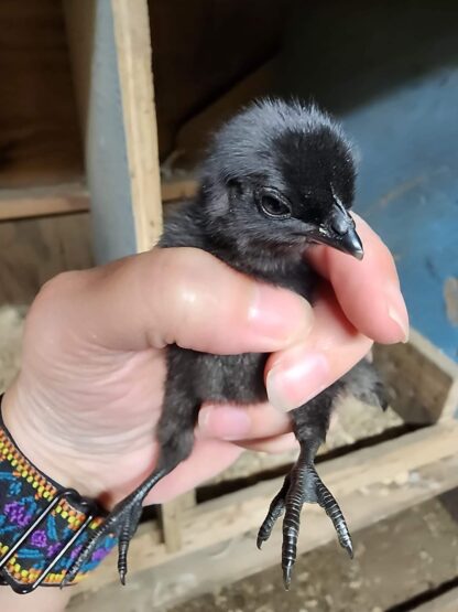 Ayam Cemani