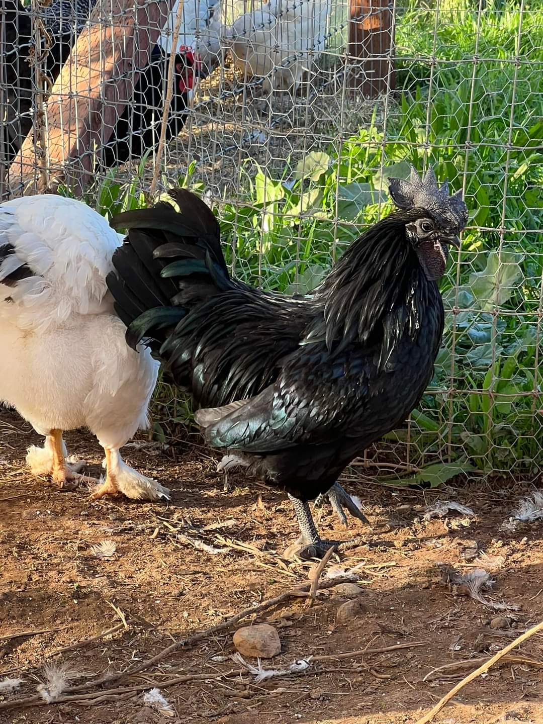 black baby chickens