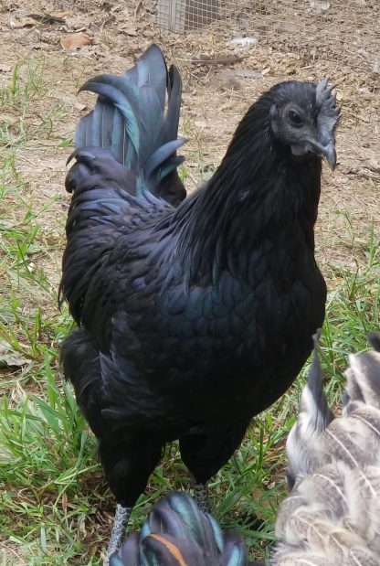 Ayam Cemani, A Witch's Pet Chicken?, by Alma J.