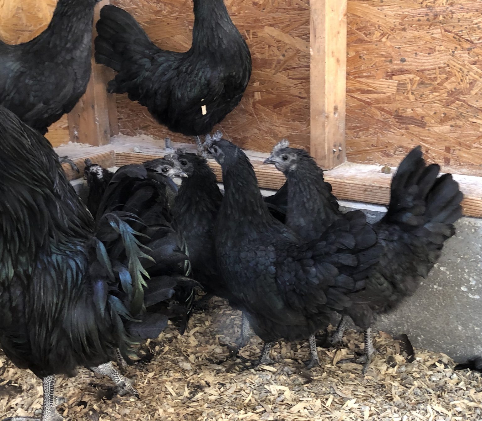 Ayam Cemani Chicken: Baby Chicks for Sale | Cackle Hatchery®