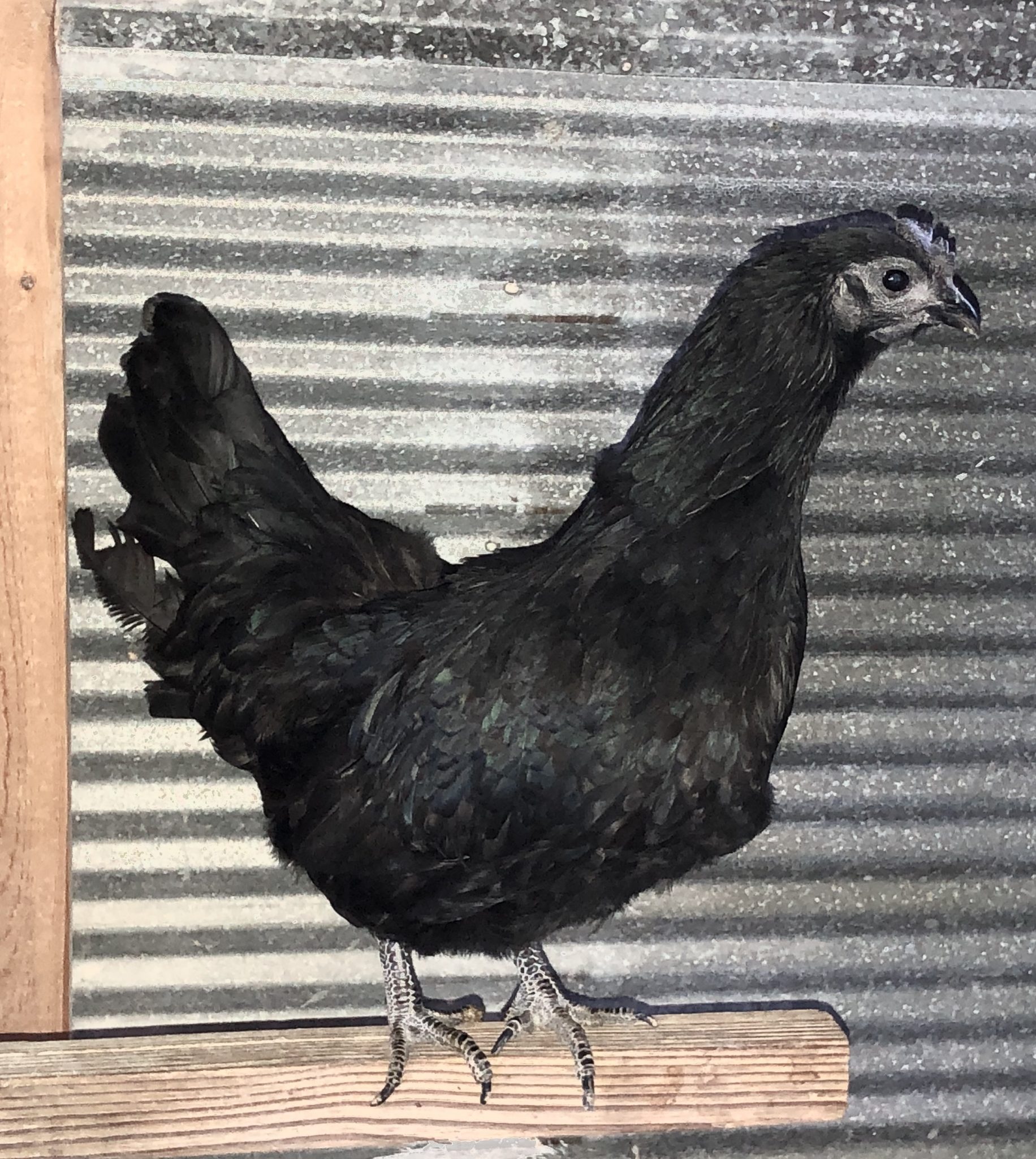 Ayam Cemani Chicken: Baby Chicks for Sale | Cackle Hatchery®