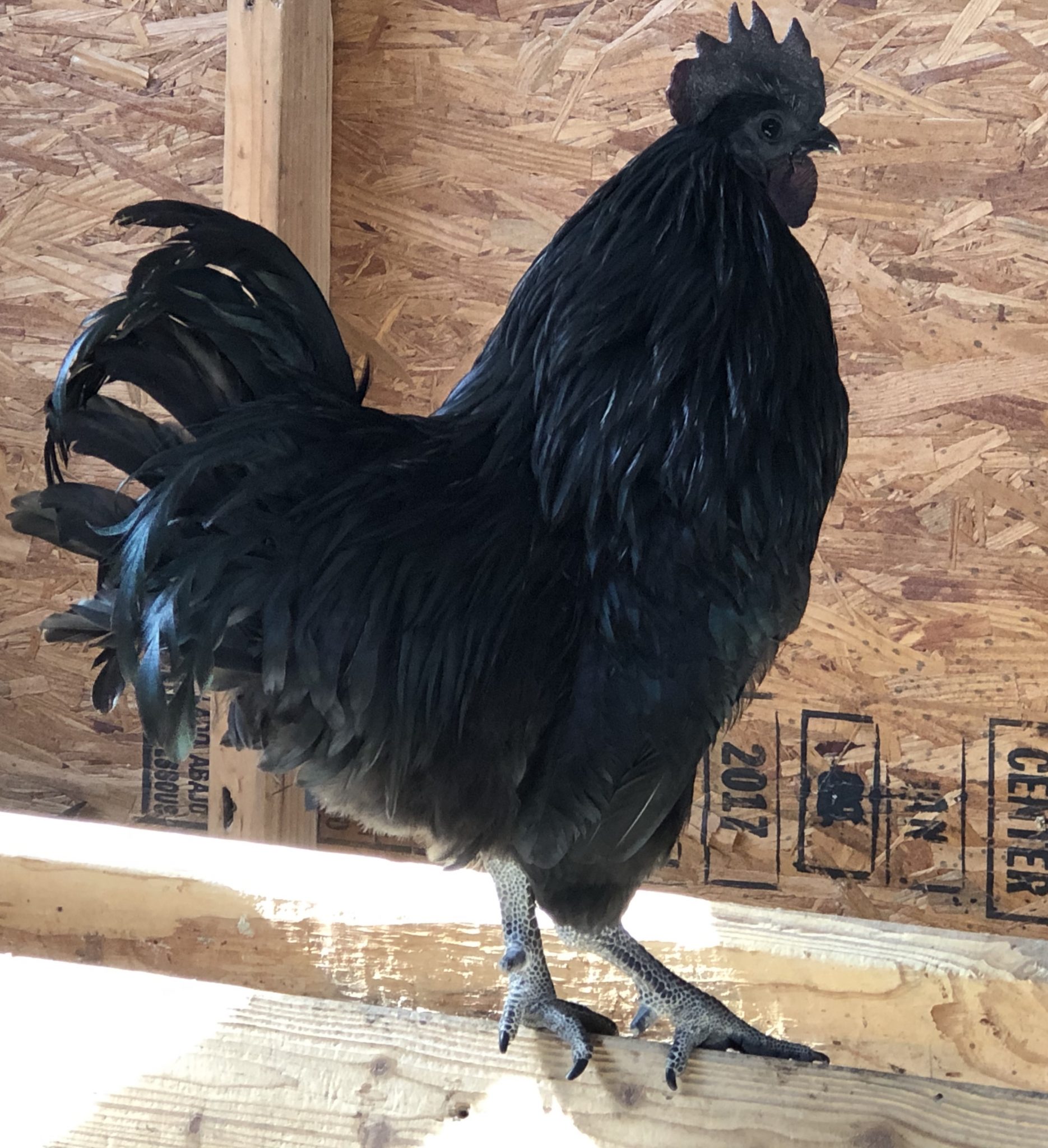 Ayam Cemani Chicken: Baby Chicks for Sale | Cackle Hatchery®