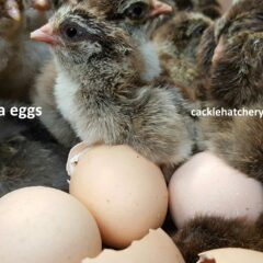 Brahma Chickens For Sale - Baby Chicks