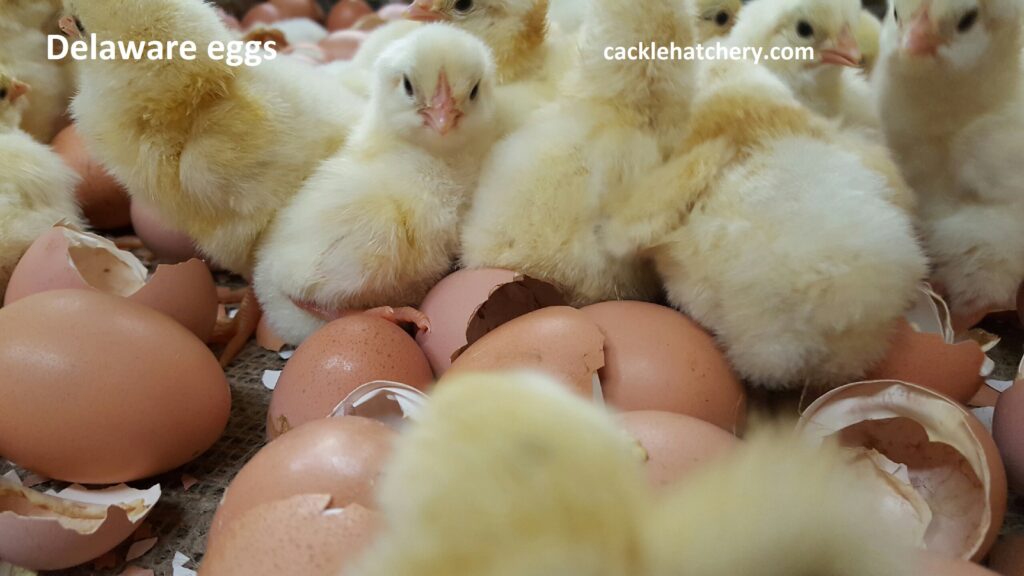 Delaware Fertile Hatching Eggs for Sale - Fresh/Fertile Eggs | Cackle ...