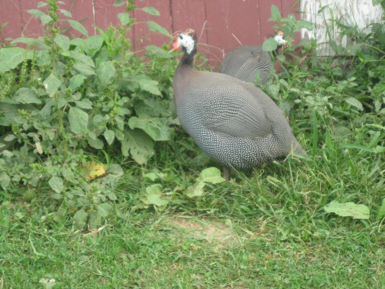 French Pearl Guinea Fowl Baby Chicks - Bargain Special | Cackle Hatchery®