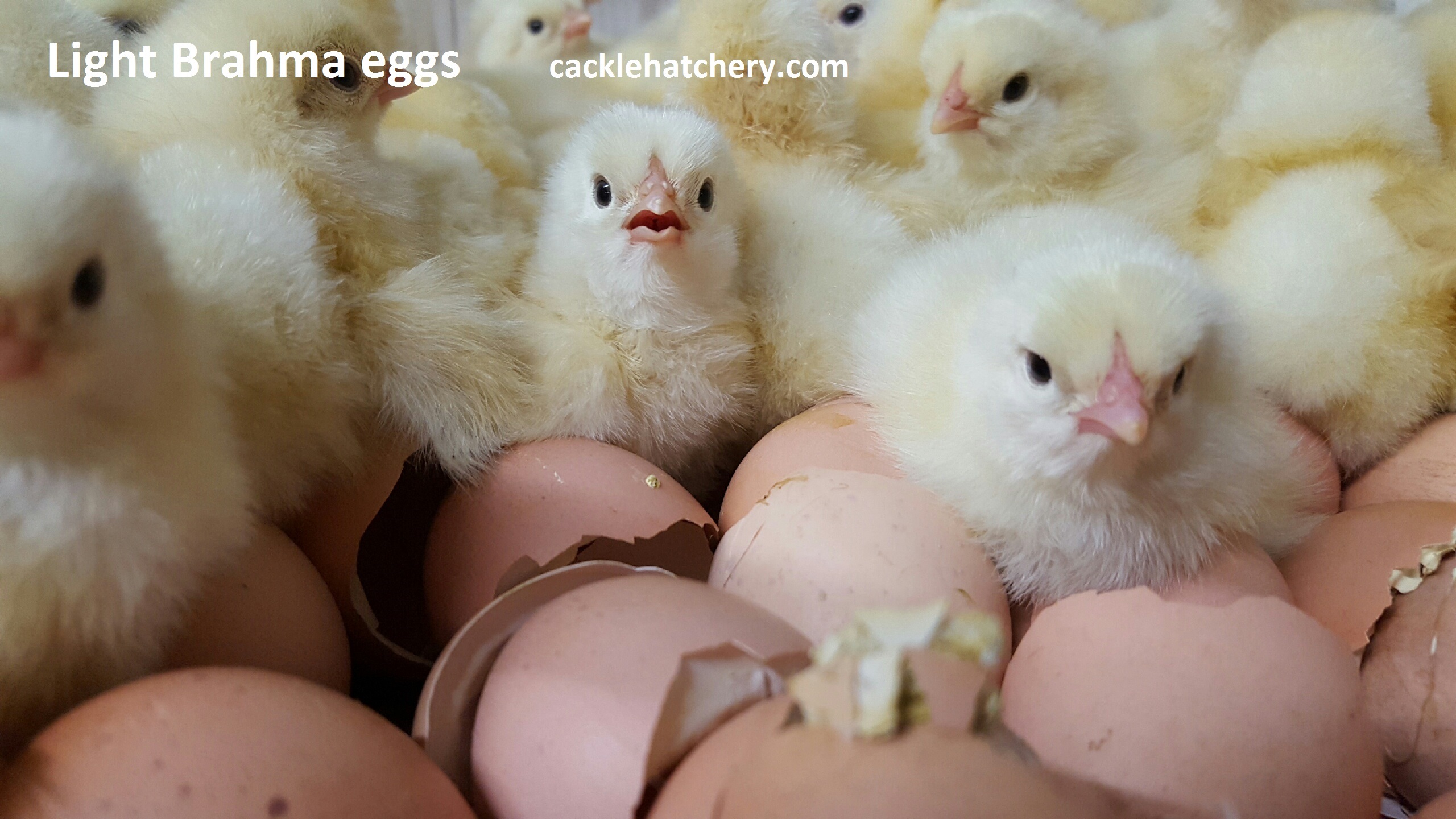 Hatching Eggs Brahma - Mantel Farm