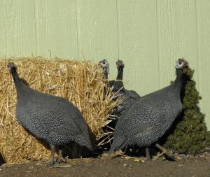 French Pearl Guinea Fowl Baby Chicks - Bargain Special | Cackle Hatchery®