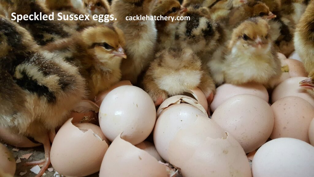 Speckled Sussex Fertile Hatching Eggs For Sale Fresh Fertile Eggs