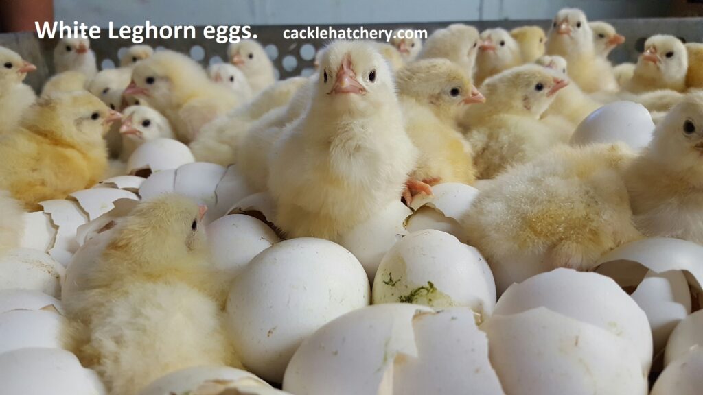 White Leghorn Fertile Hatching Eggs for Sale - Fresh/Fertile Eggs ...