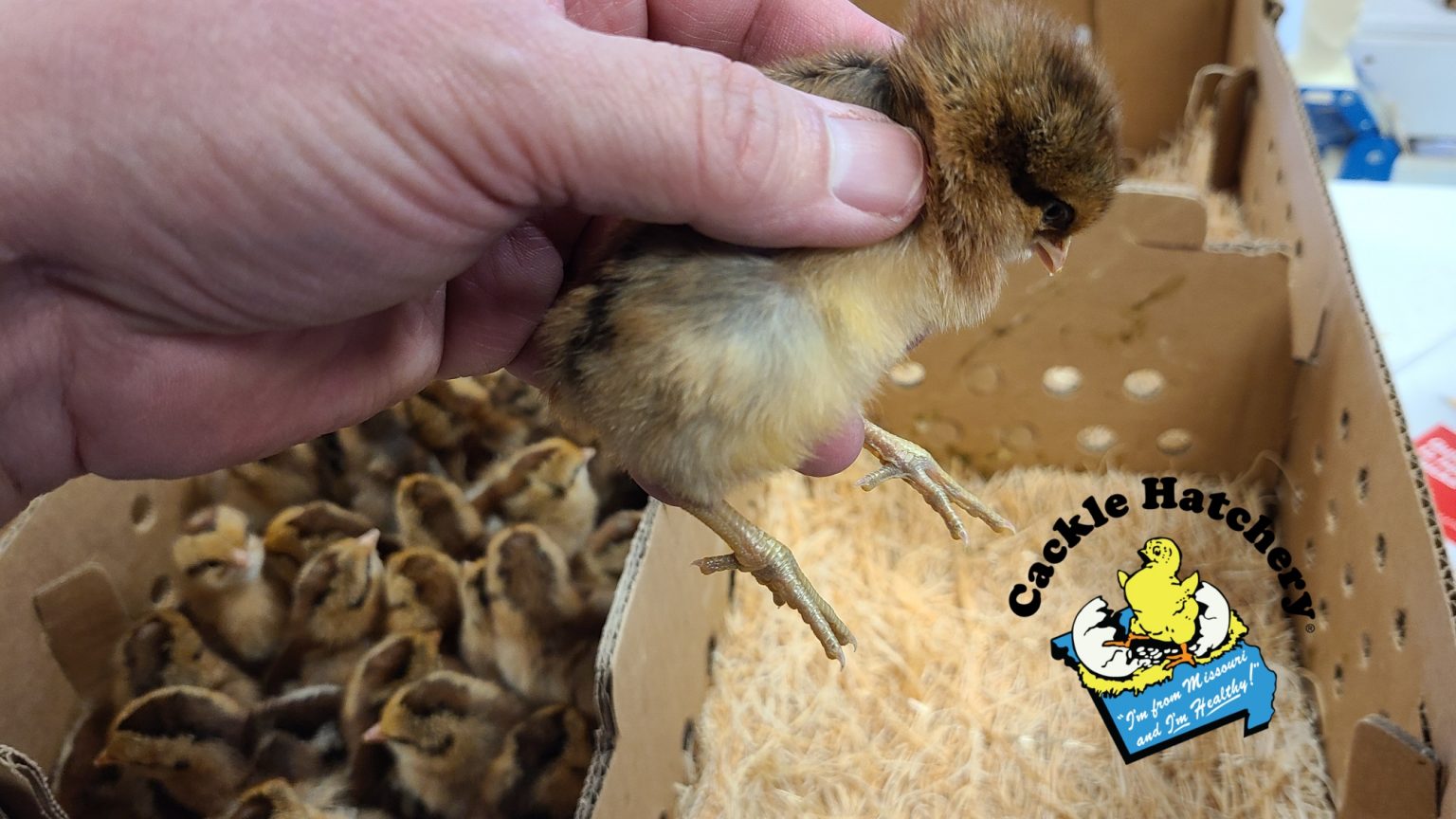 Bielefelder Baby Chicks - Chickens For Sale | Cackle Hatchery®