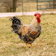 Bielefelder Rooster