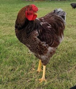 Blue Laced Red Wyandotte Chicken For Sale | Cackle Hatchery®