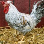 Cream Legbar Rooster