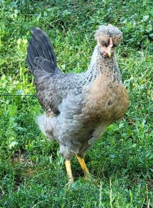 Cream Legbar Chickens For Sale - Baby Chicks | Cackle Hatchery®