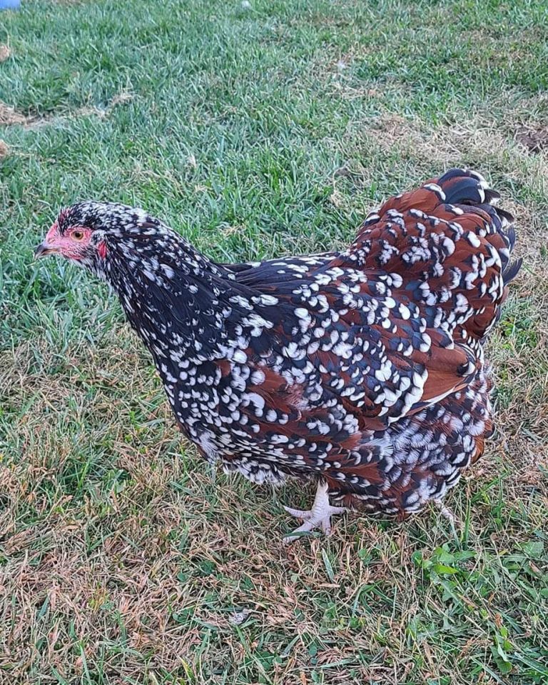 Jubilee Orpington Chicken For Sale | Cackle Hatchery®