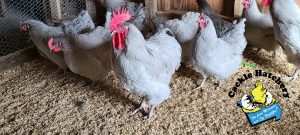 Lavender Orpington Chicken For Sale | Cackle Hatchery®