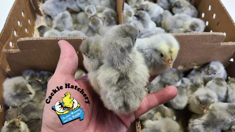 Lavender Orpington Chicken For Sale | Cackle Hatchery®