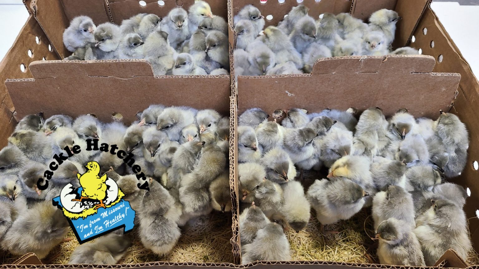 Lavender Orpington Chicken For Sale | Cackle Hatchery®