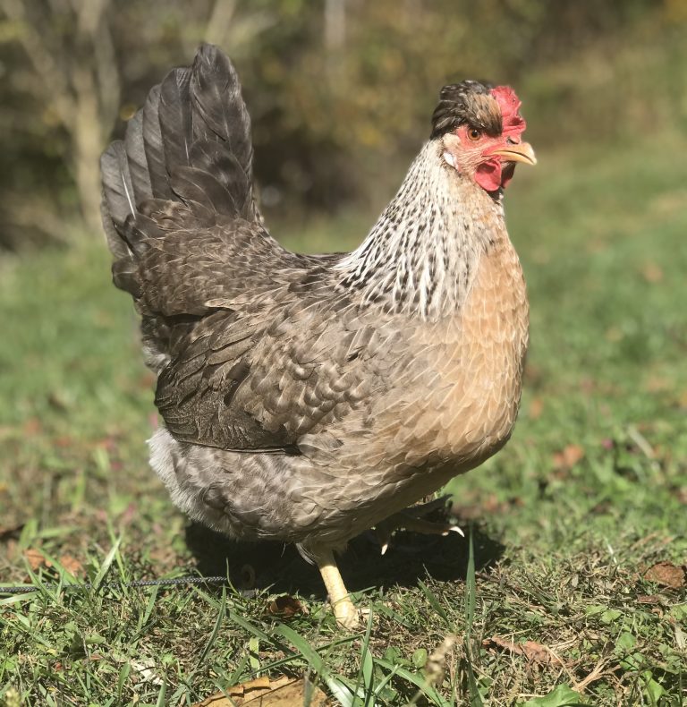 Cream Legbar Chickens For Sale - Baby Chicks | Cackle Hatchery®