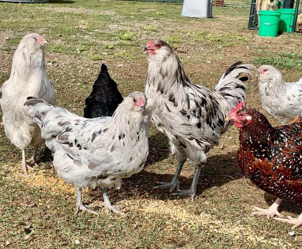 Splash Ameraucana Chicken For Sale 