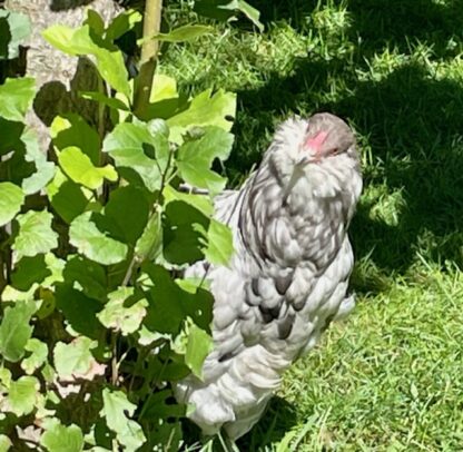 Splash ameraucana Photo credit Tina Bales