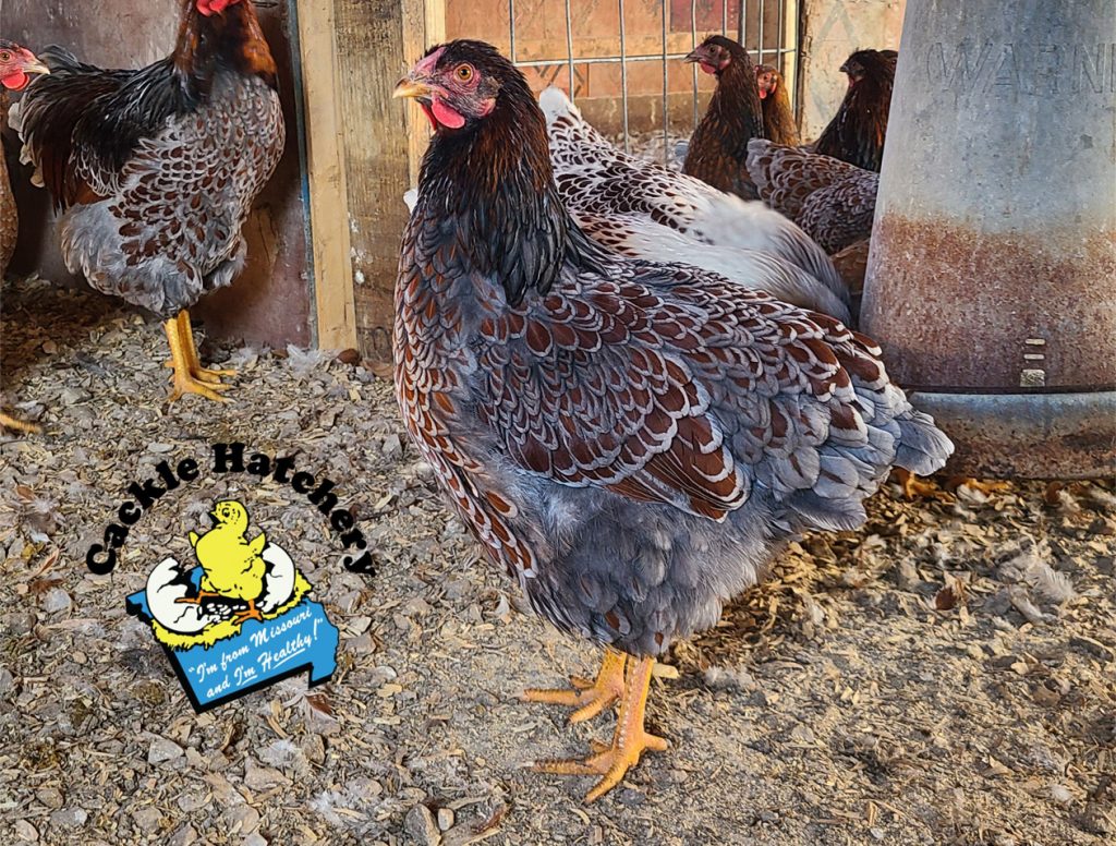 Blue Laced Red Wyandotte Chicken For Sale 