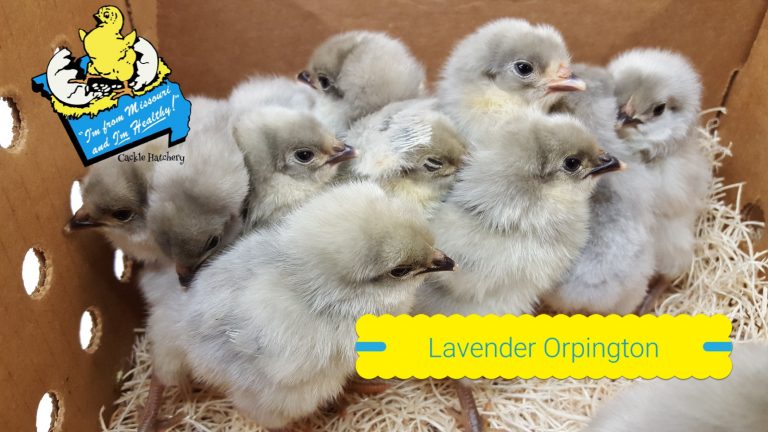 Lavender Orpington Chicken For Sale | Cackle Hatchery®