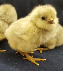 Splash Ameraucana Chicken For Sale 