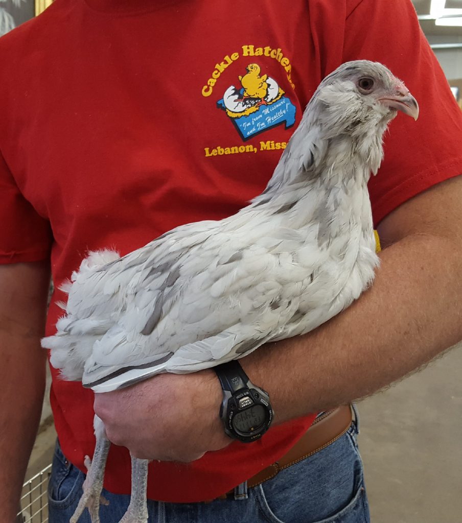 Splash Ameraucana Chicken For Sale Cackle Hatchery