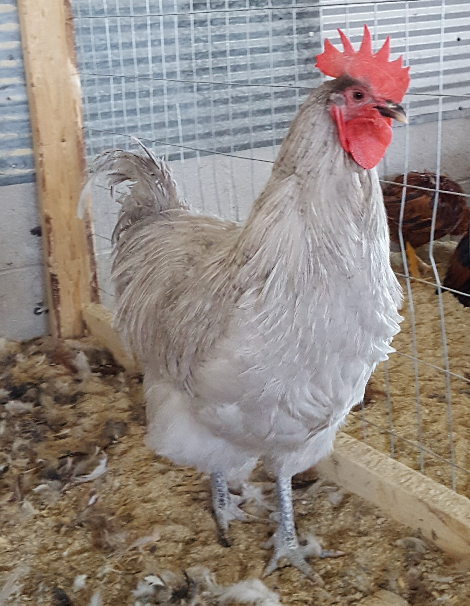 Lavender Orpington Chicken For Sale