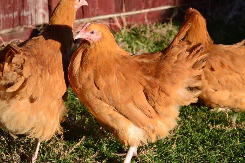 Buff Orpington Started Pullets | Cackle Hatchery®