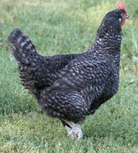 Cuckoo Marans Started Pullet | Cackle Hatchery®