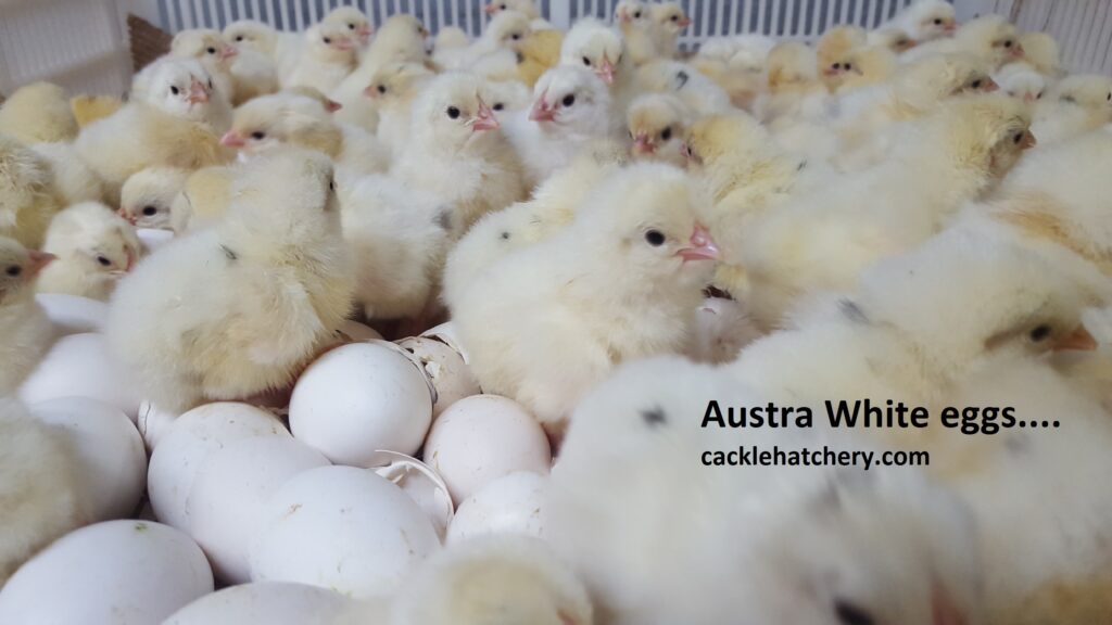 Austra White Fertile Hatching Eggs for Sale - Fresh/Fertile Eggs ...