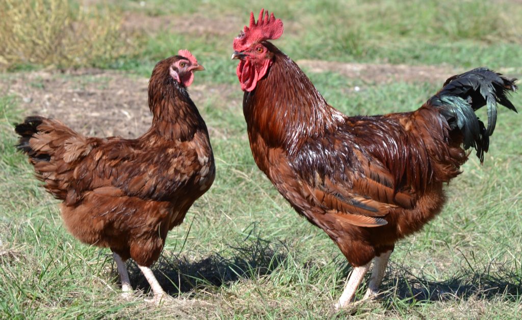 Rhode Island Red Started Pullet Cackle Hatchery 