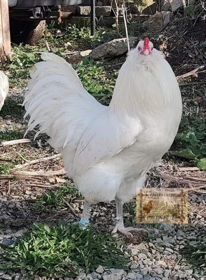 White Ameraucana