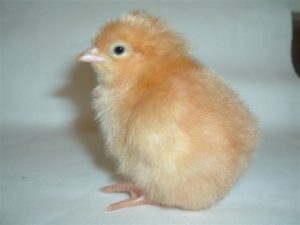 Freedom Rangers™- Baby Chicks For Sale | Cackle Hatchery®