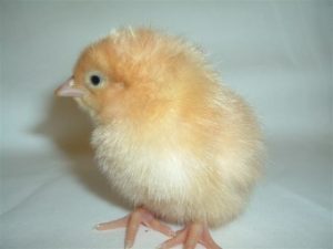 Freedom Rangers™- Baby Chicks For Sale | Cackle Hatchery®