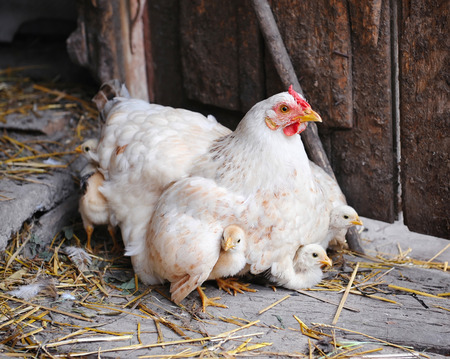 Watch a Mother Hen Enjoy a Meal With Her New Chicks [Video